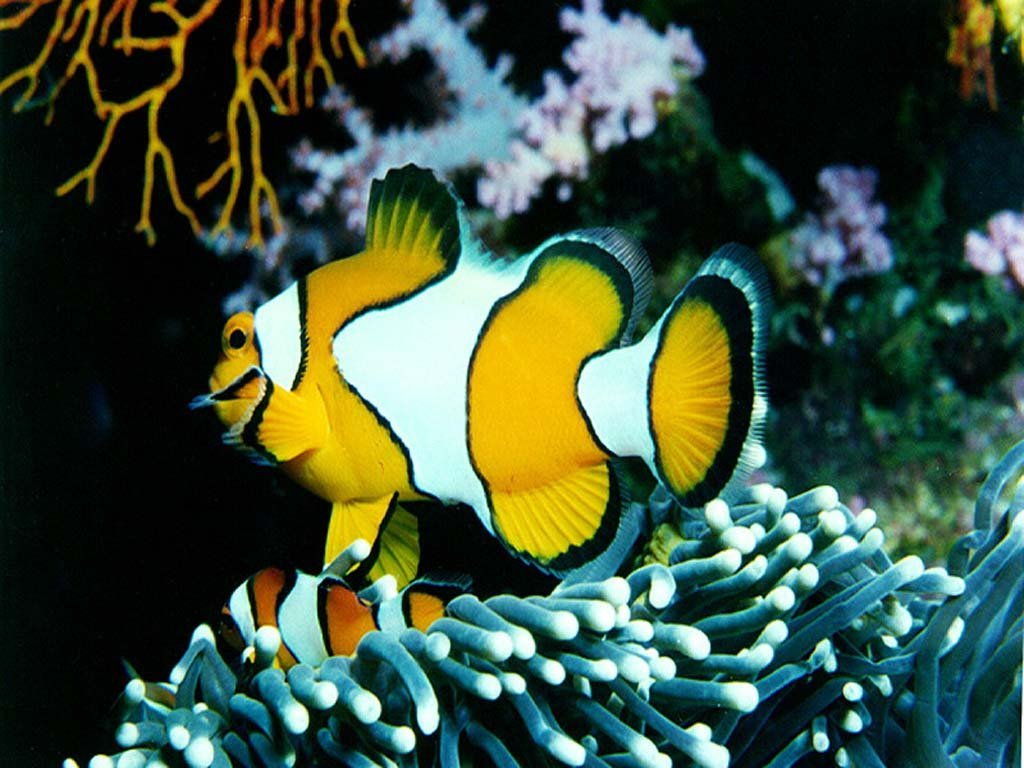 Aquatique - 045